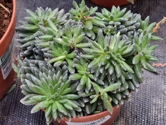 Sinocrassula yunnanensis