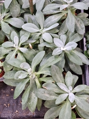Kleinia cephalophora