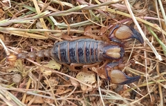 Opistophthalmus