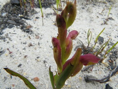 Disa reticulata
