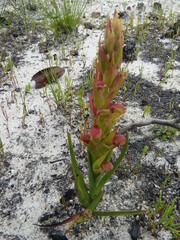 Disa reticulata