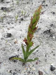 Disa reticulata