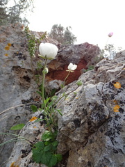 Ranunculus asiaticus