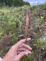 Aristida spiciformis