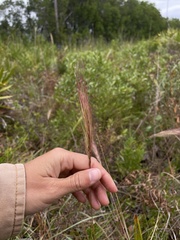 Aristida spiciformis