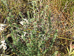 Cliffortia stricta