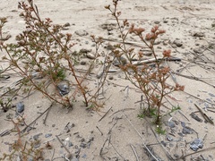 Polypremum procumbens