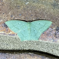 Maxates centrophylla