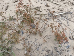 Polypremum procumbens