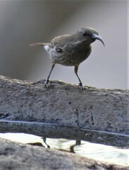 Chalcomitra senegalensis gutturalis