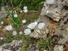Ranunculus asiaticus
