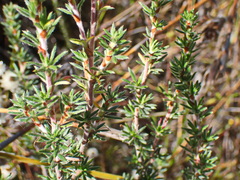 Cliffortia stricta