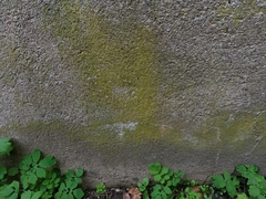 Flavoplaca citrina