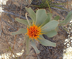 Leucospermum mundii