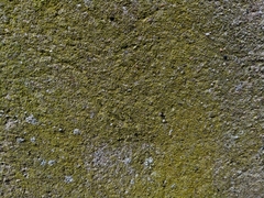 Flavoplaca citrina
