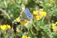 Polyommatus bellargus