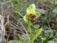 Ophrys bombyliflora