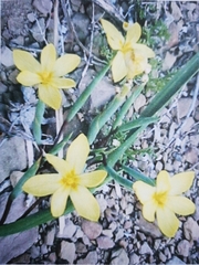 Moraea collina