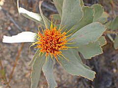 Leucospermum mundii