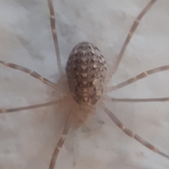 Opilio saxatilis