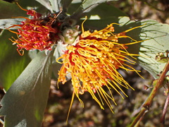 Leucospermum mundii
