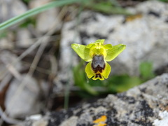 Ophrys sicula