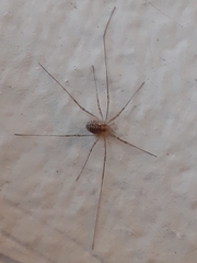 Opilio saxatilis