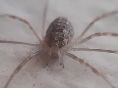 Opilio saxatilis