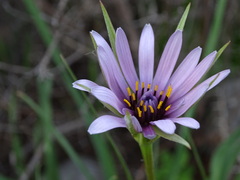 Tragopogon eriospermus