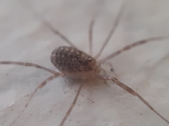 Opilio saxatilis
