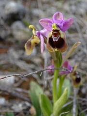 Ophrys tenthredinifera