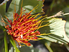 Leucospermum mundii