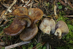 Lactarius montanus
