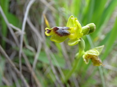 Ophrys sicula
