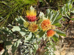 Leucospermum mundii