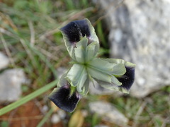 Iris tuberosa