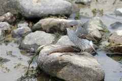 Phoenicurus fuliginosus