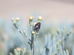 Copestylum violaceum