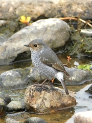 Phoenicurus fuliginosus