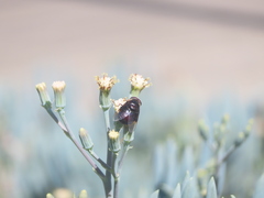 Copestylum violaceum