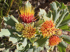 Leucospermum mundii