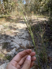 Aristida tuberculosa