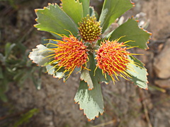 Leucospermum mundii