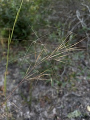 Aristida tuberculosa