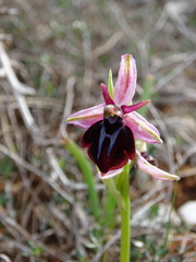 Ophrys sphegodes spruneri