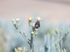 Copestylum violaceum
