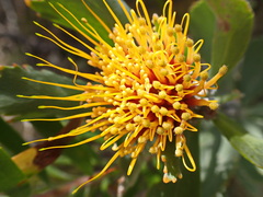 Leucospermum mundii
