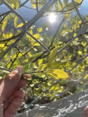 Forestiera segregata