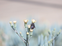 Copestylum violaceum