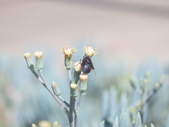 Copestylum violaceum